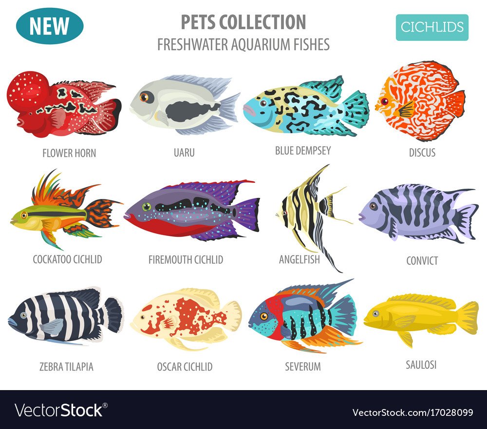 Аквариумная рыбка гуппи для детей