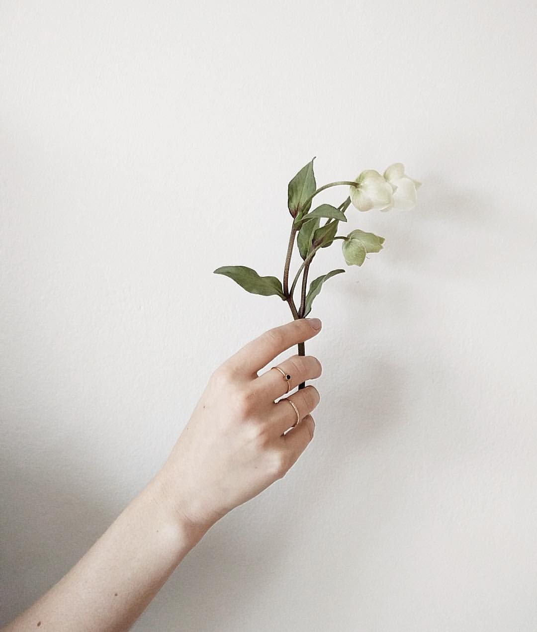 Цветы Эстетика