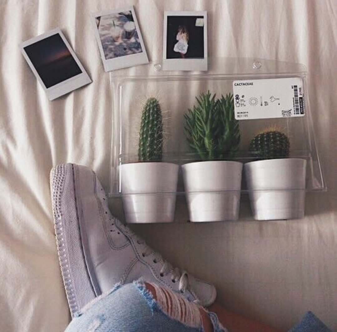 Эстетика Суккуленты в комнате