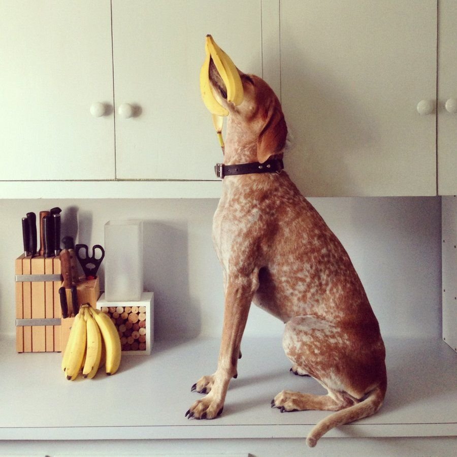 Собачка Мэдди