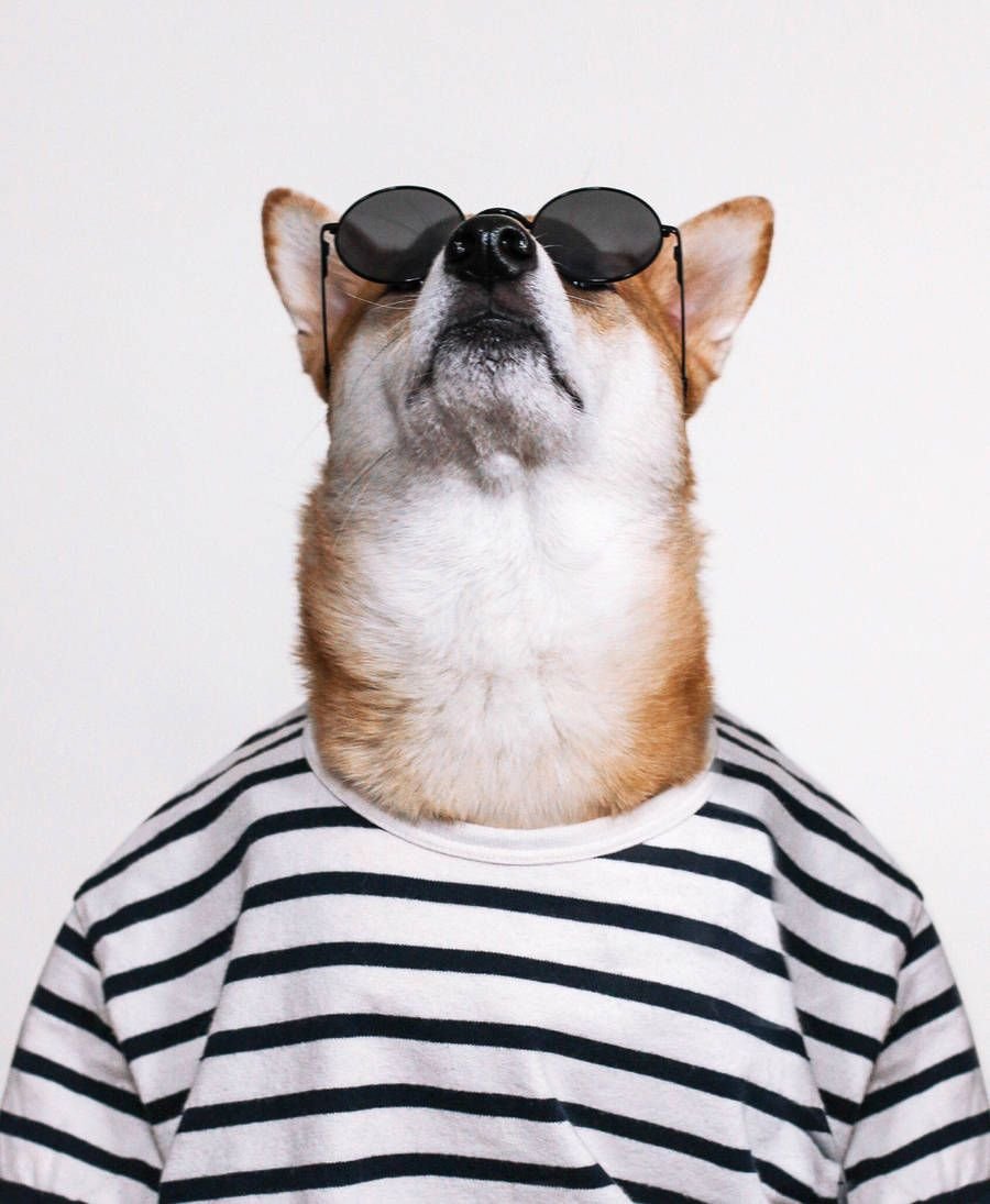 Собака в очках на аву