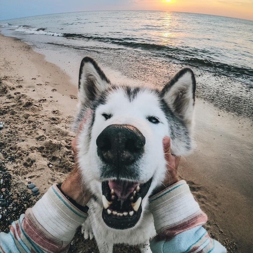 Собаки крутые красивые