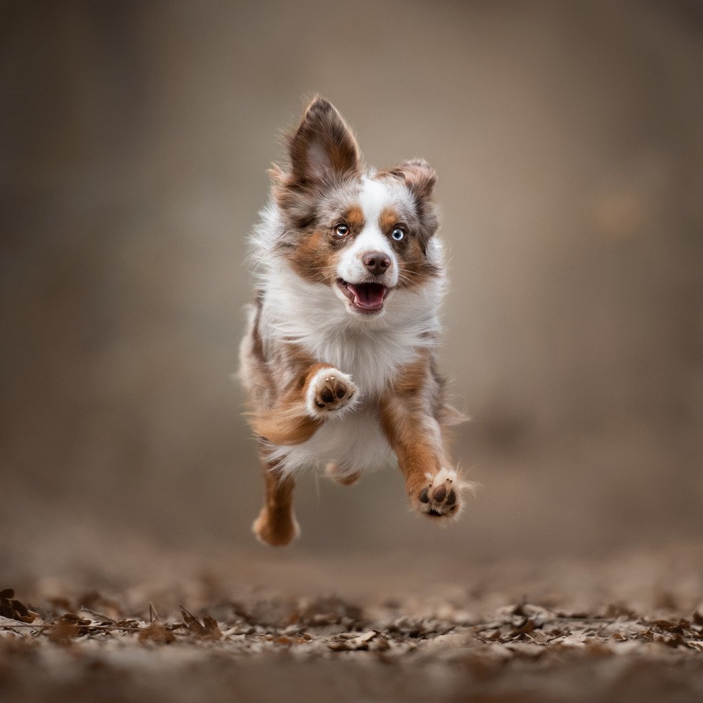 Ура пятница собаки