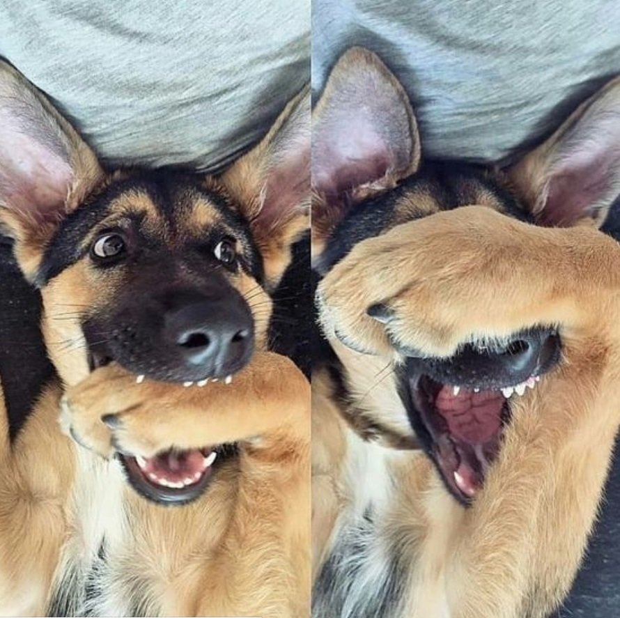 Приколы с собаками