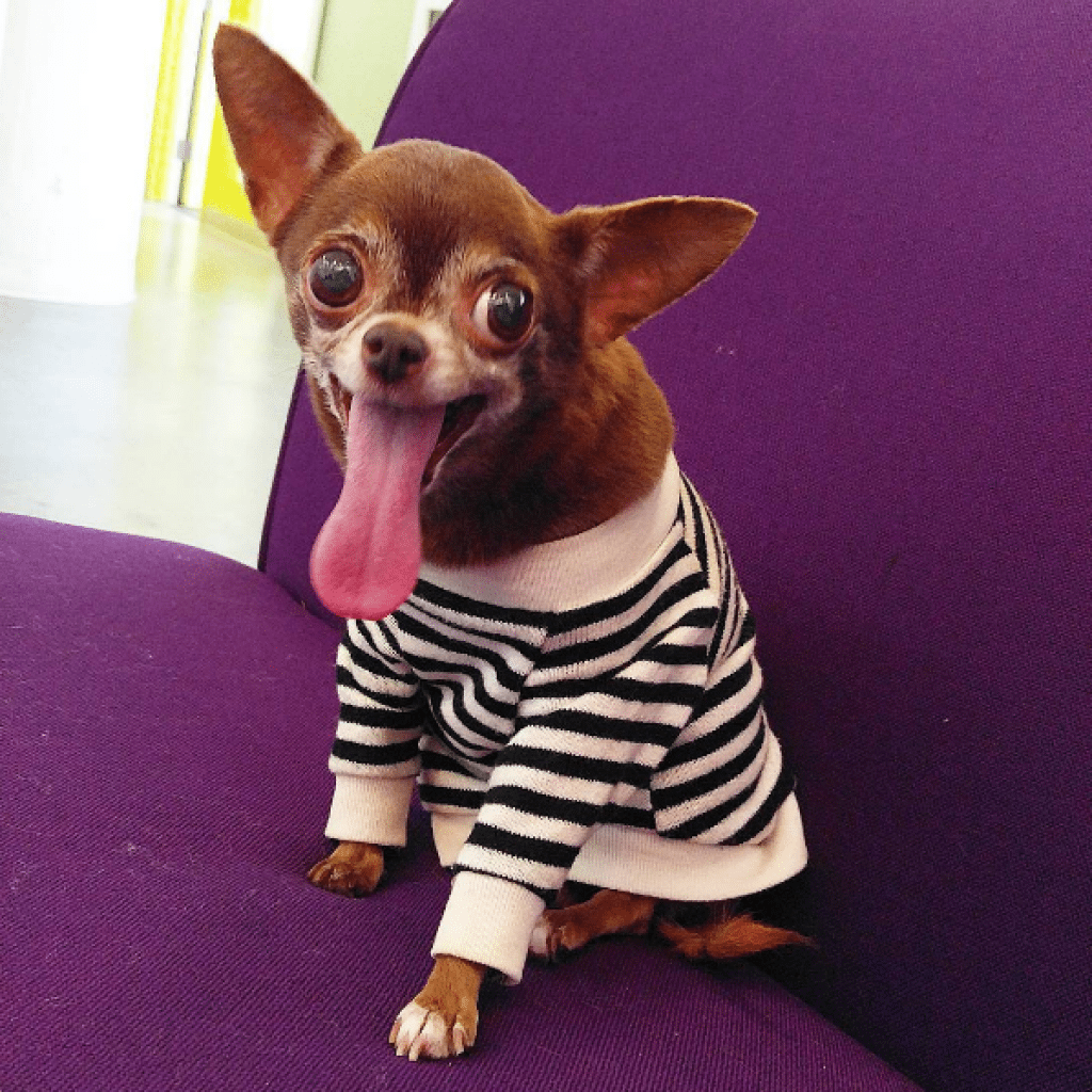 Смешные собаки