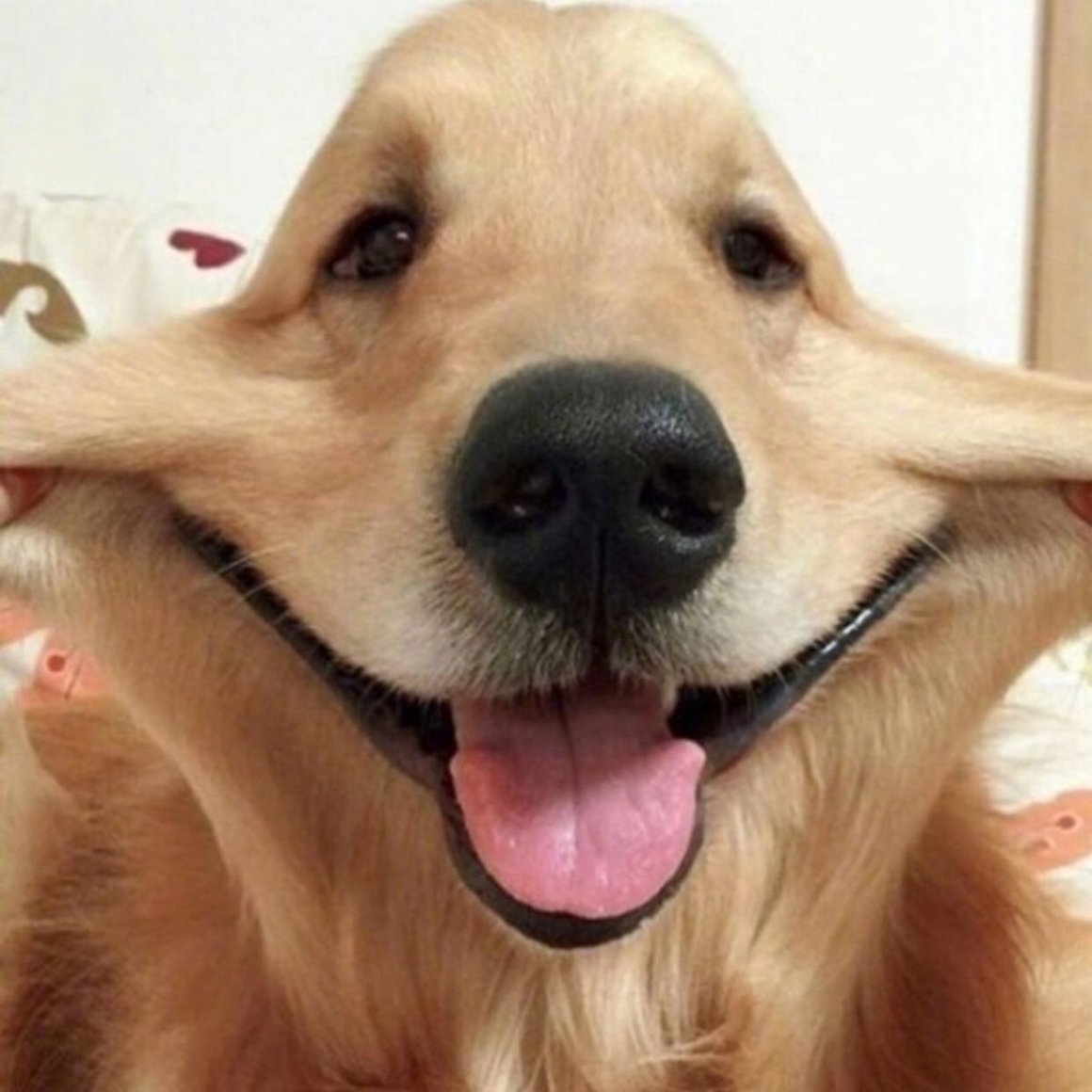 Собака смеется