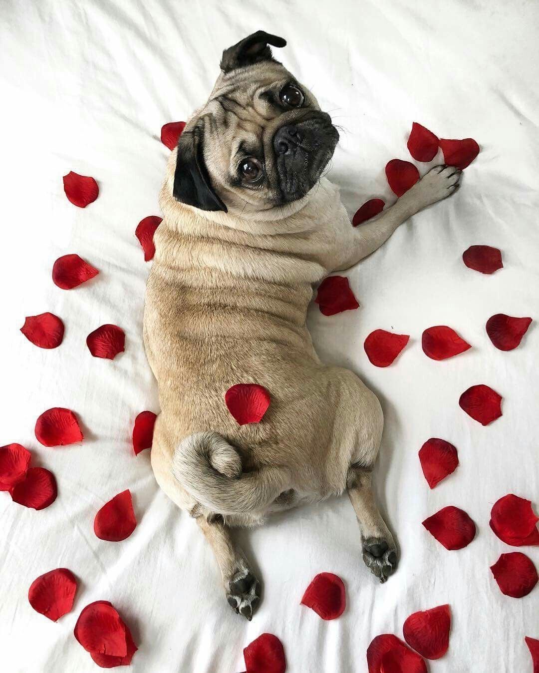 Веселый Мопс