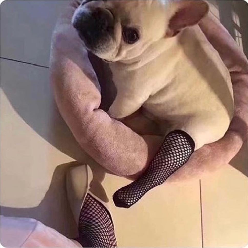 Собака в чулках