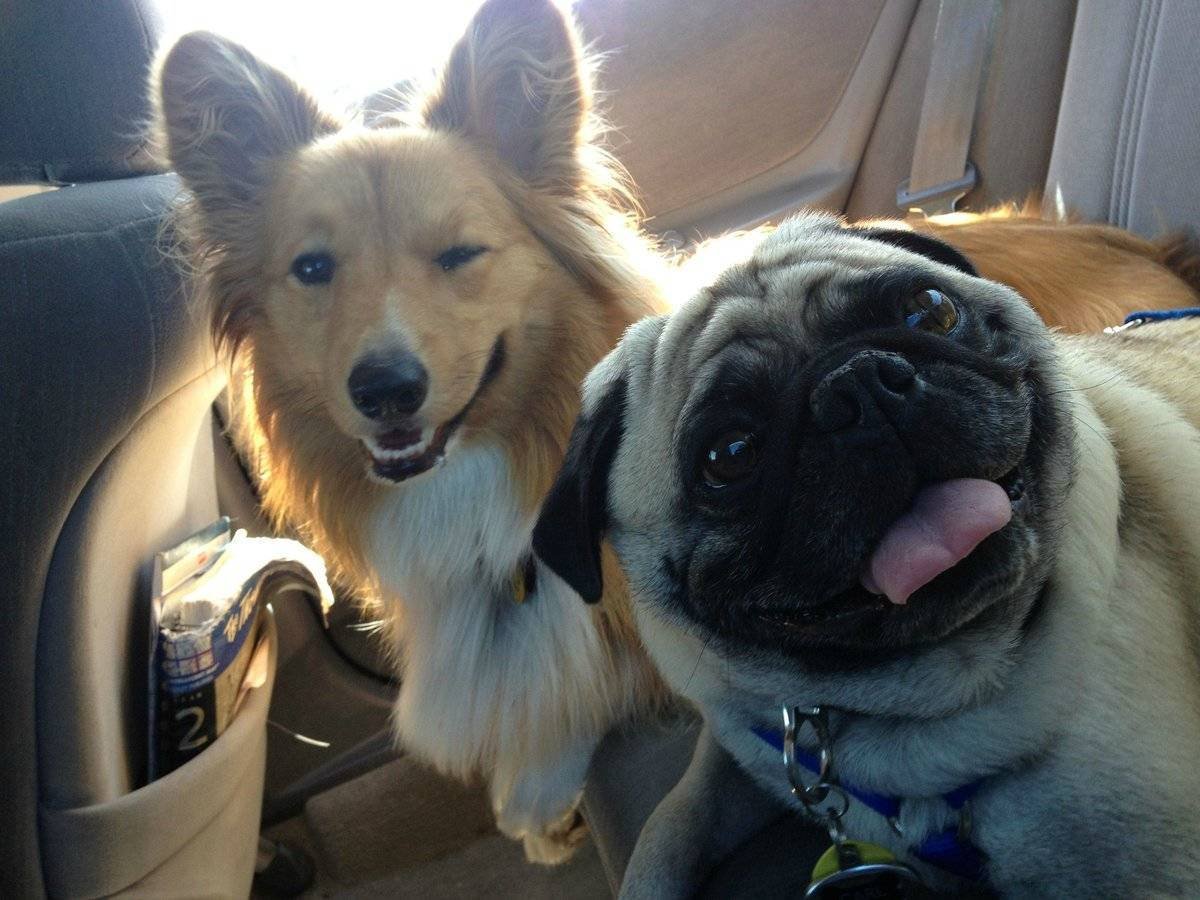 Улыбающиеся домашние животные