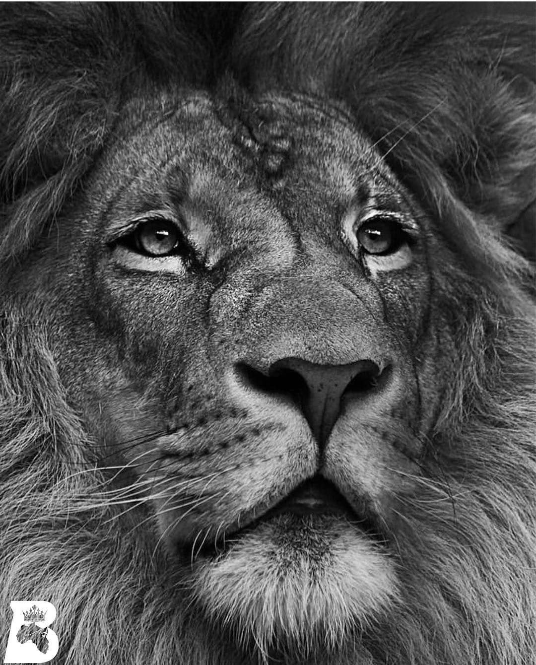 Лев черно белый