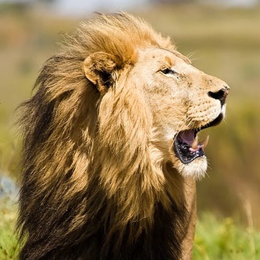 Лев вид с боку