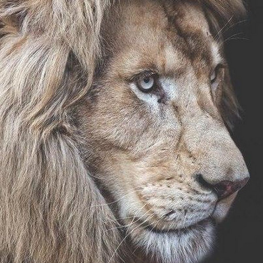 Лев морда профиль