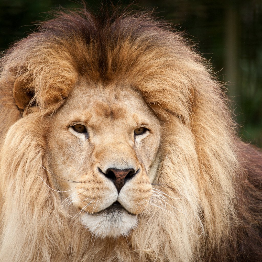 Лев без шерсти