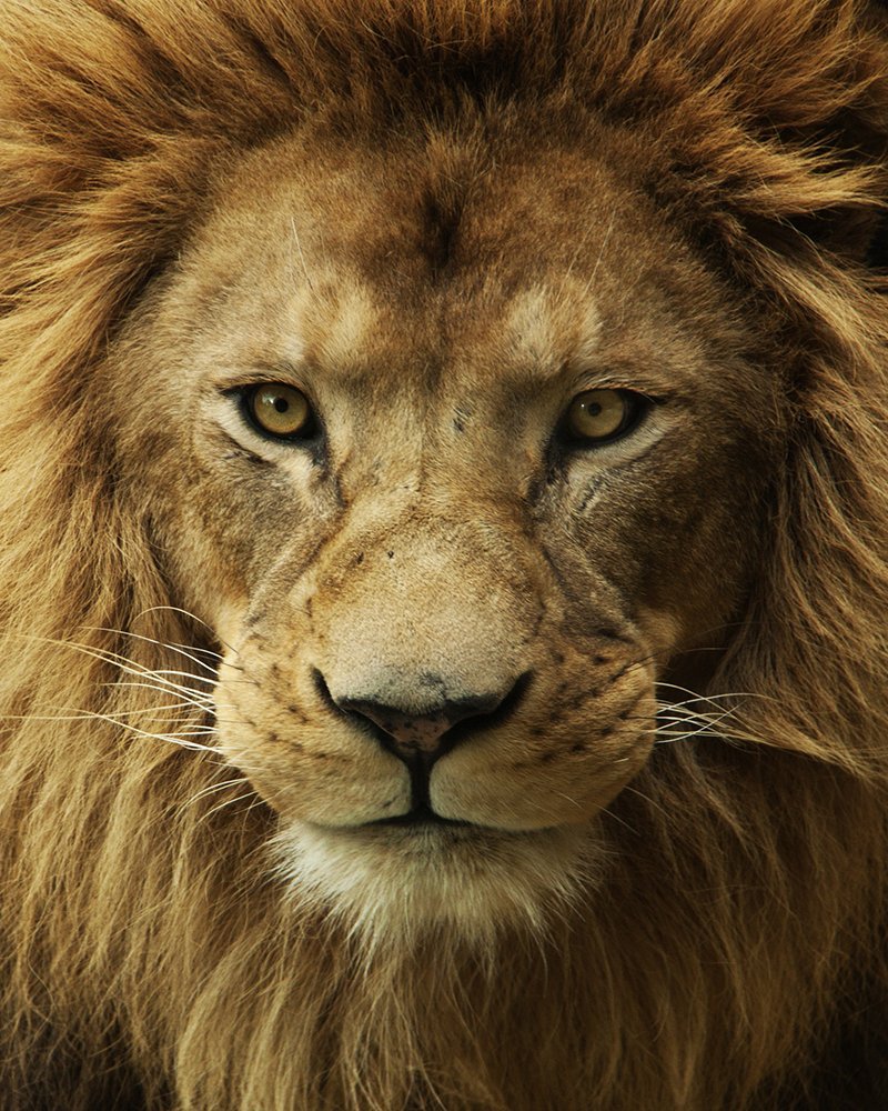 Джон Фавро Король Лев