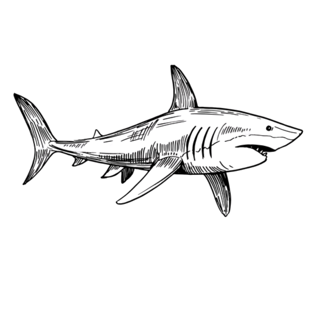 Кавайные акулы