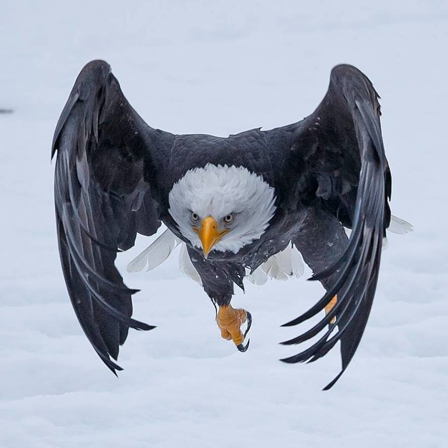 Орел и кошка ушинский картинки