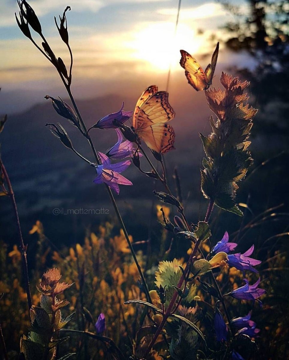 Цветы сирень Лаванда