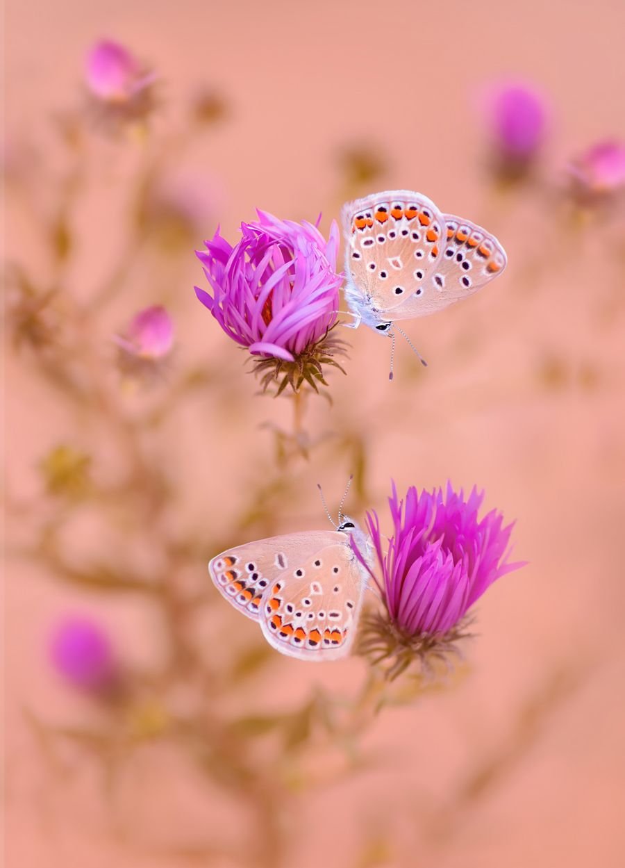 Кофе и цветы