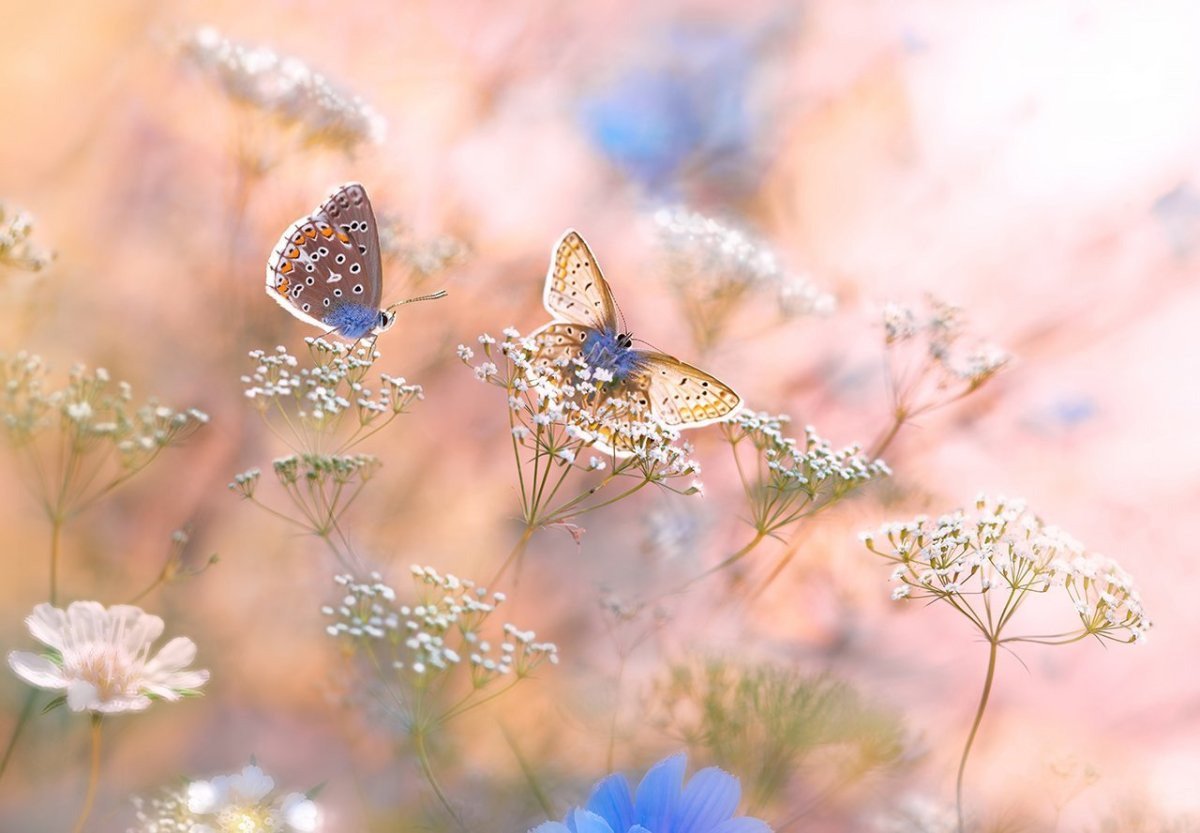 Милые цветы