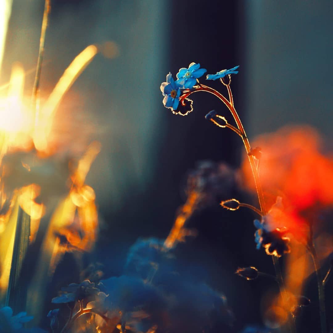 Натюрморт: цветы