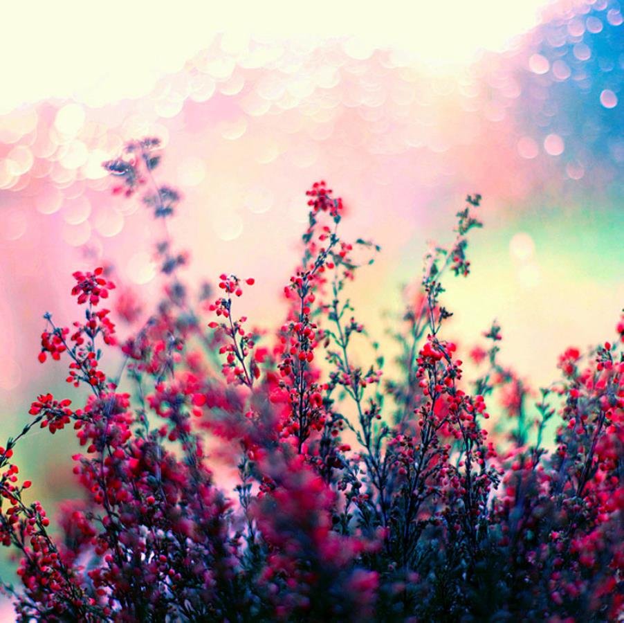 Роскошные цветы для натюрморта