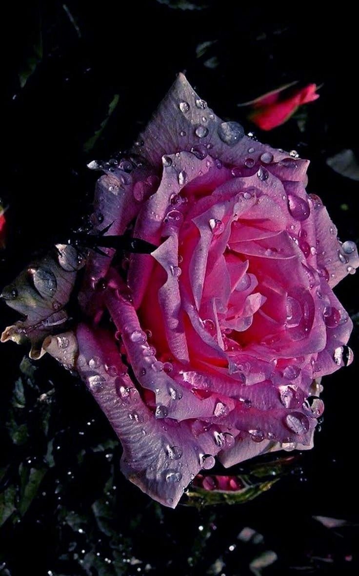 Роза в росе
