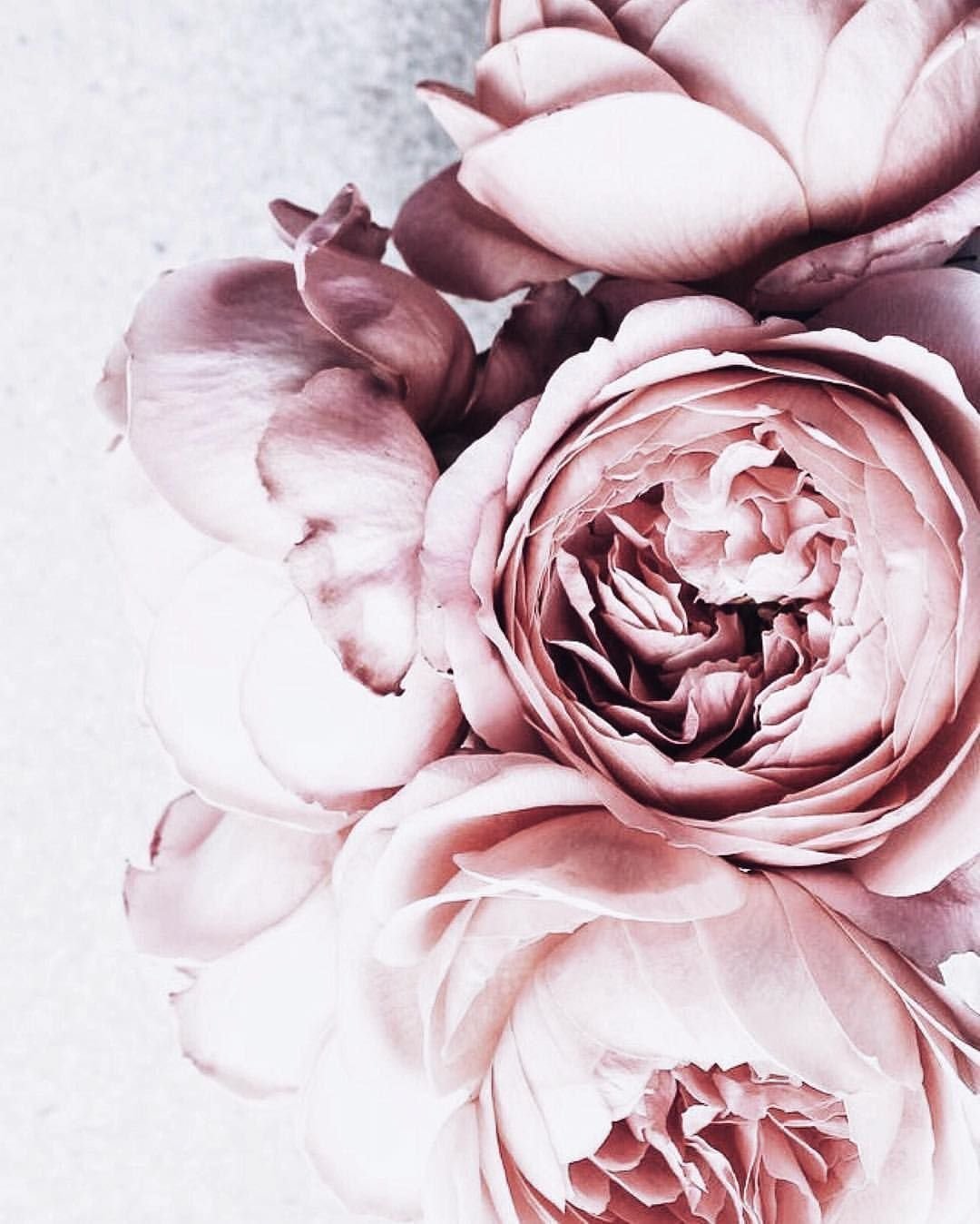 Розана Эстетика красный