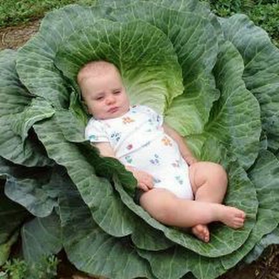 Ребенка нашли в капусте