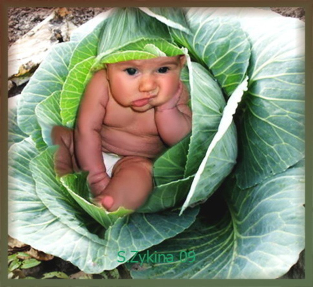 Ребенок в капусте