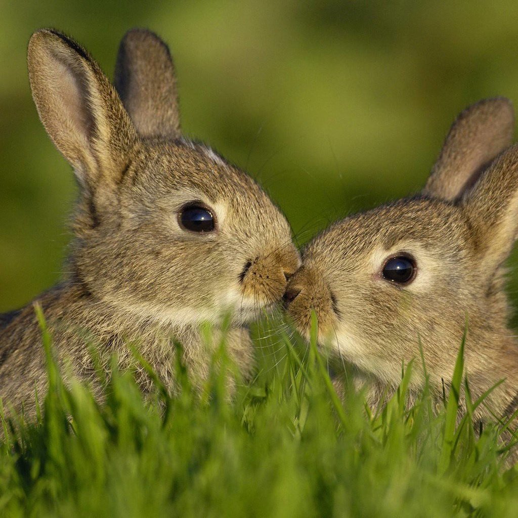 Кролики целуются