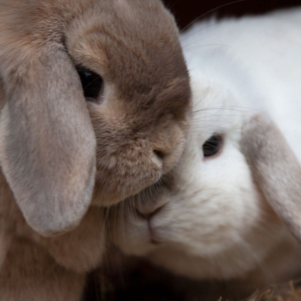 Влюбленные кролики