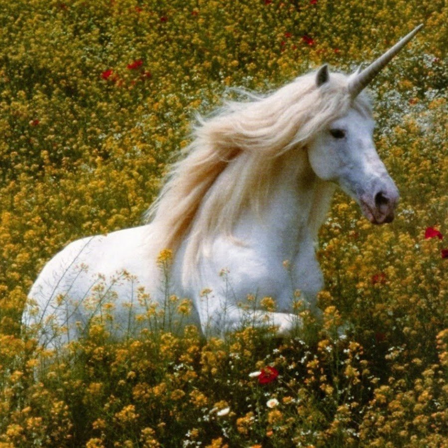 Сфотографироваться с единорогом