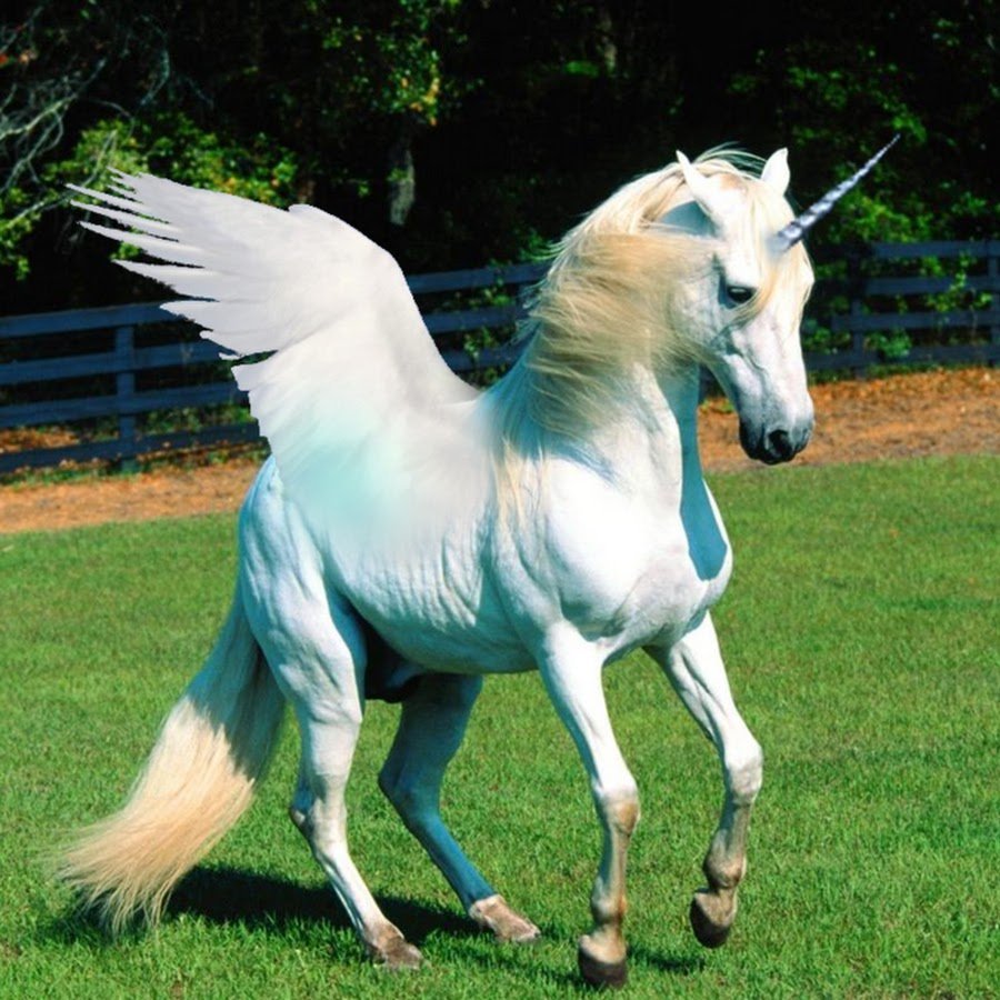 Фото единорога рядом с радугой