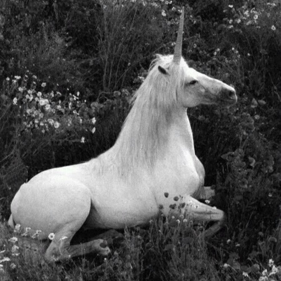 Единорог настоящий