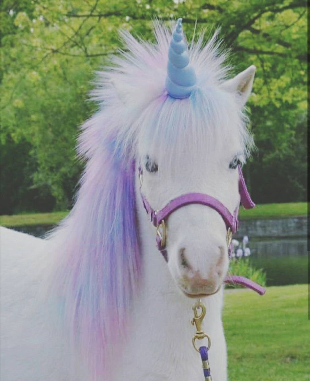 Единорог (мифология)Шотландия