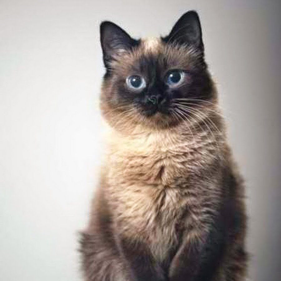 Кошечка с айфоном