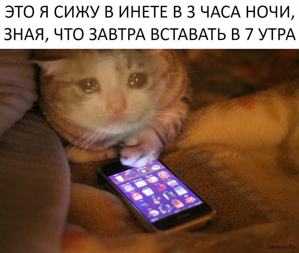 Кот с телефоном