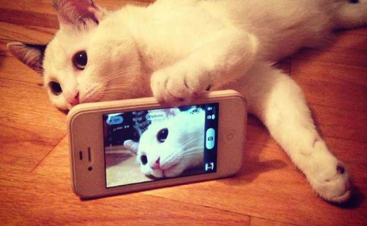 Котенок с телефоном