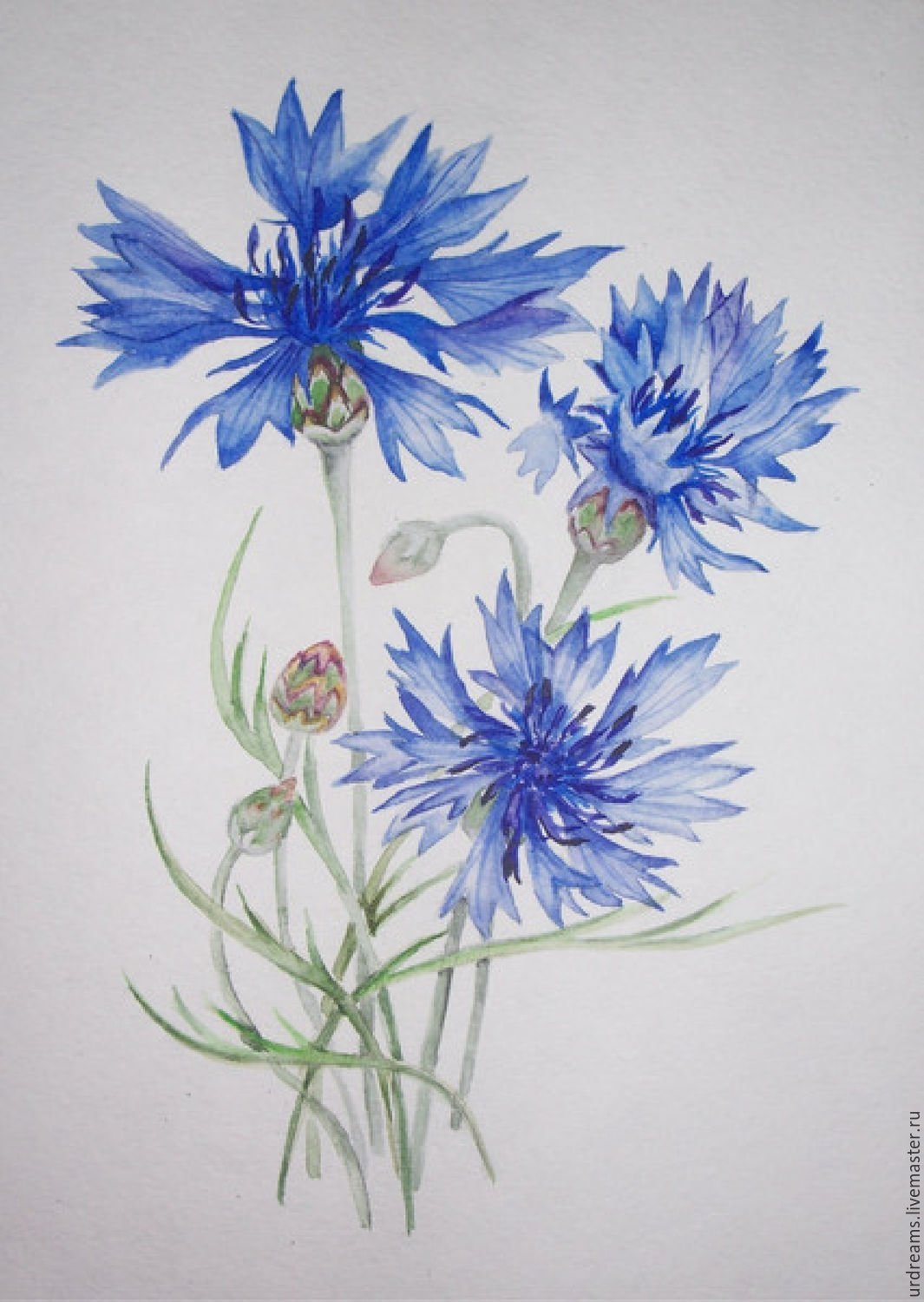 Василек синий Вернисаж