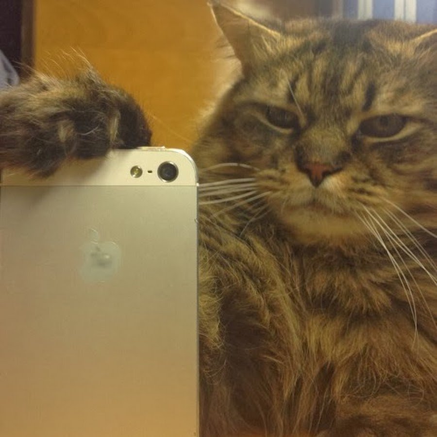 Котик с айфоном