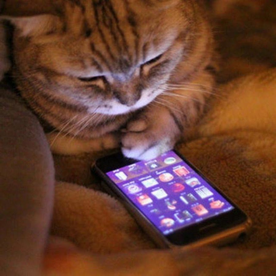 Кошка с мобильником