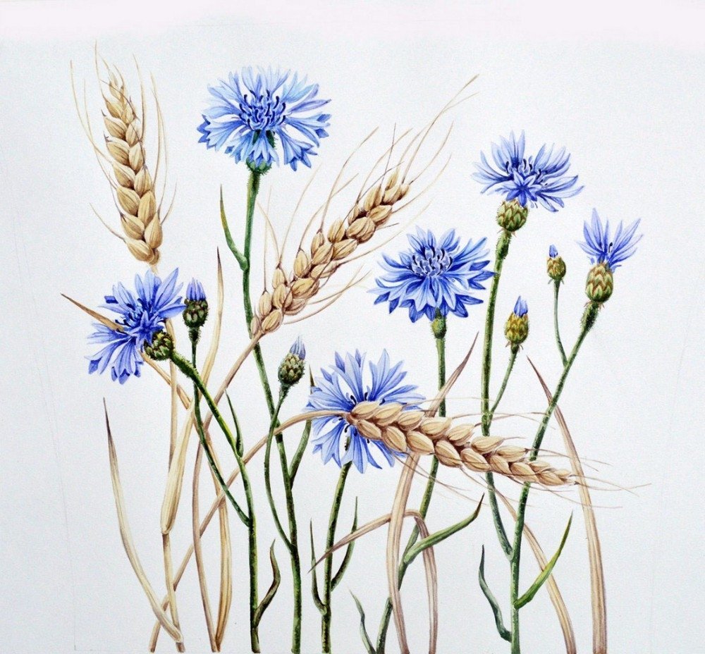 Васильки гуашью