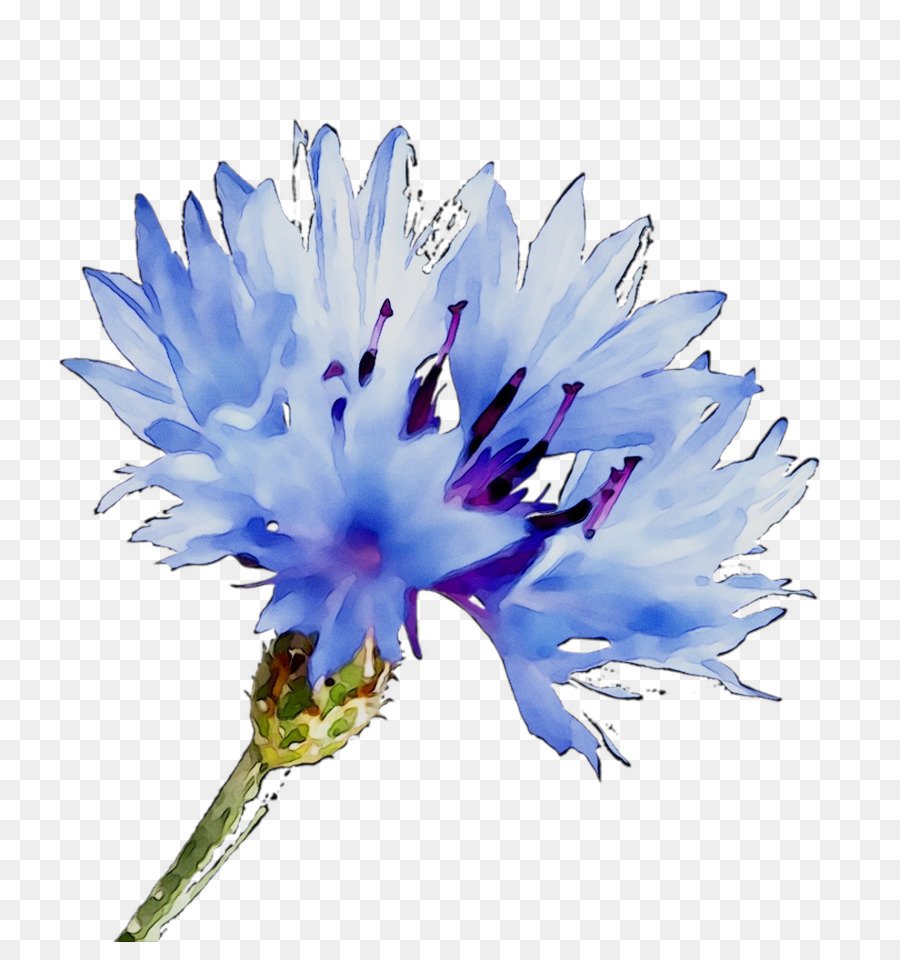 Олег Буйко васильки