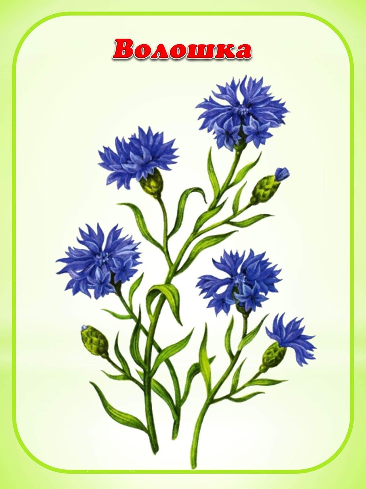 Полевые цветы цветными карандашами