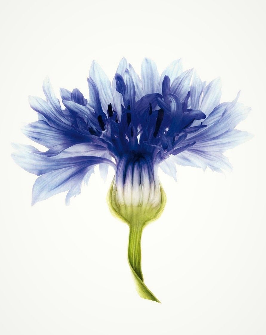 Катарина Кляйн незабудки