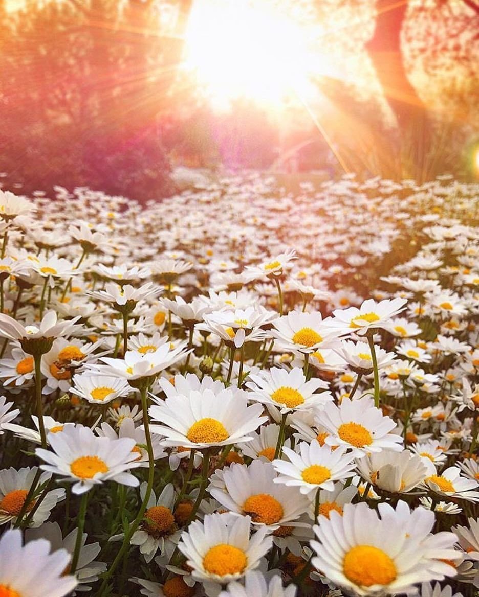 Утренний пейзаж