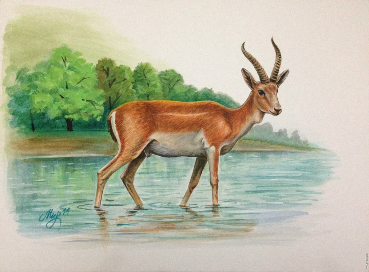 Сказочные Гезели для детей