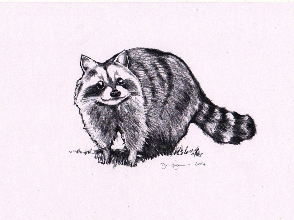 Енот полоскун зарисовка