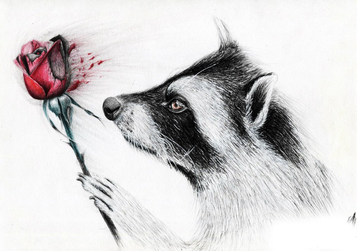 Енот для срисовки