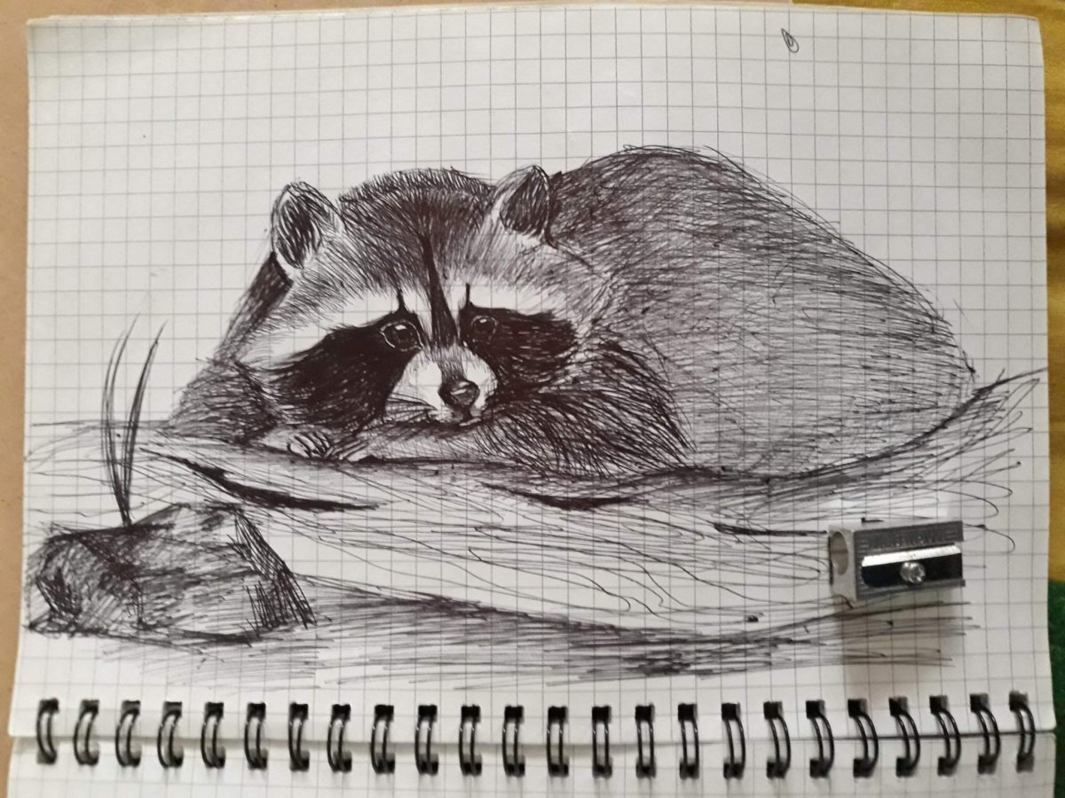 Енот рисунок карандашом для детей